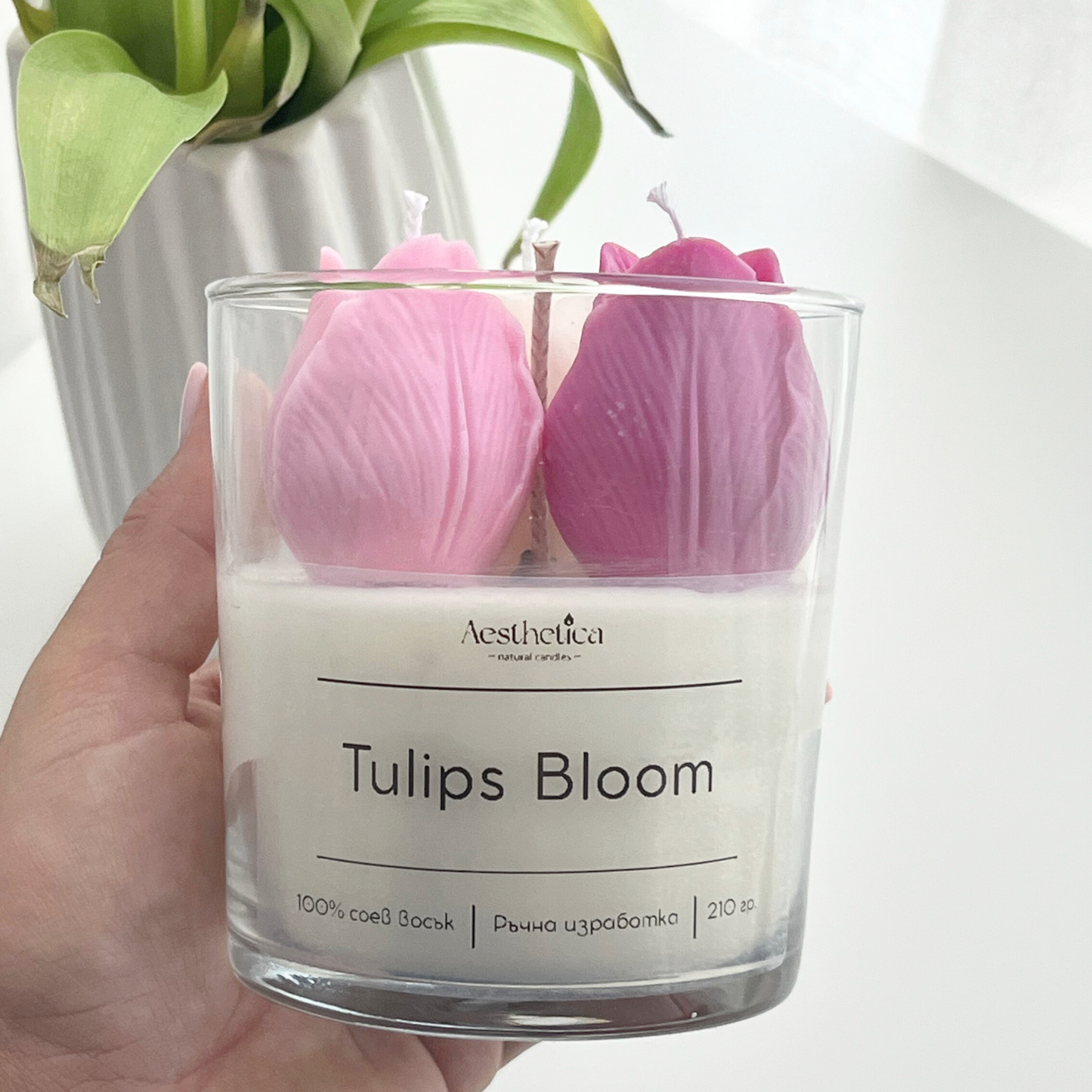 Tulips Bloom